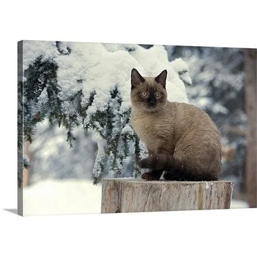 Premium Thick-Wrap Canvas entitled Portrait of Siamese Kitten sitting outside in winter