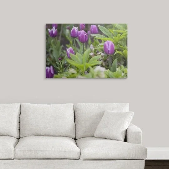 Premium Thick-Wrap Canvas entitled Purple Triumph Tulips (Tulipa) 'Purple Flag'