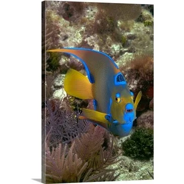 Premium Thick-Wrap Canvas entitled Queen Angel Angelfish Holacanthus ciliaris, Florida Keys