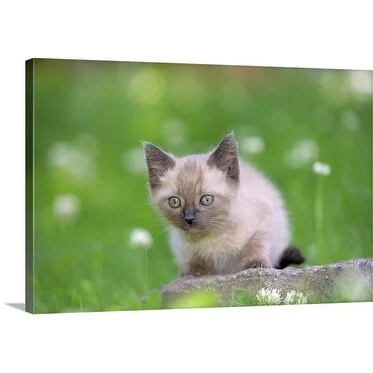 Premium Thick-Wrap Canvas entitled Siamese kitten sitting on rock