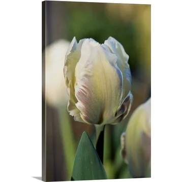 Premium Thick-Wrap Canvas entitled Single cream tulip var. Snow Parrot flower, Cerney House, april