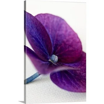 Premium Thick-Wrap Canvas entitled Single detached Hydrangea floret