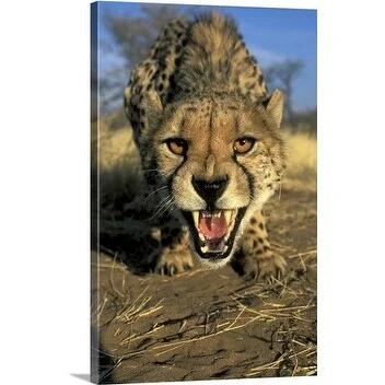 Premium Thick-Wrap Canvas entitled Snarling cheetah