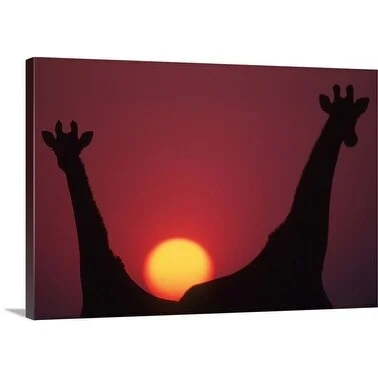 Premium Thick-Wrap Canvas entitled Southern giraffes silhouetted against sunset, Etosha National Park, Namibia