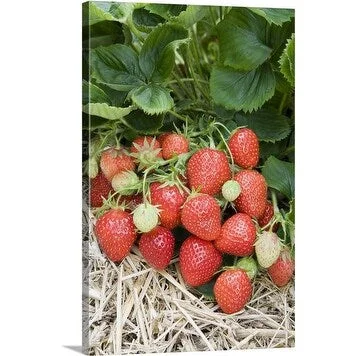 Premium Thick-Wrap Canvas entitled Strawberries (Fragaria x ananassa) 'Judibell' ripening on straw