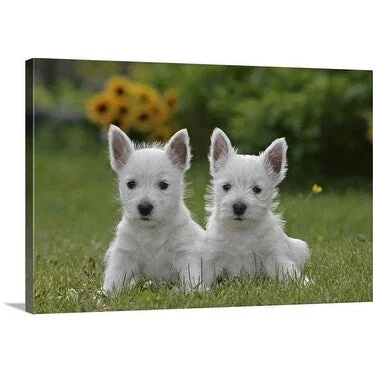 Premium Thick-Wrap Canvas entitled Two West Highland White Terrier puppies