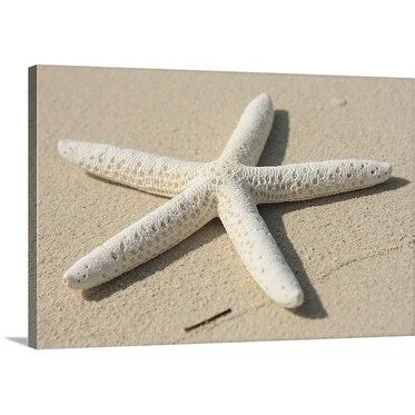 Premium Thick-Wrap Canvas entitled White starfish on the beach