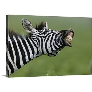 Premium Thick-Wrap Canvas entitled Zebra (Equus quagga) calling, Ngorongoro Crater, Tanzania, Africa