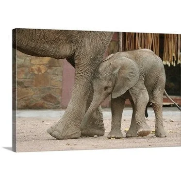 Uros Ravbar Premium Thick-Wrap Canvas entitled Elephant Calf and mother, Swakopmund, Namibia