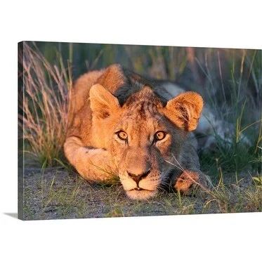 Uros Ravbar Premium Thick-Wrap Canvas entitled Lion Cub, Kruger National Park, South Africa