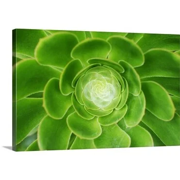 Will Salter Premium Thick-Wrap Canvas entitled Flower, Melbourne, Victoria, Australia